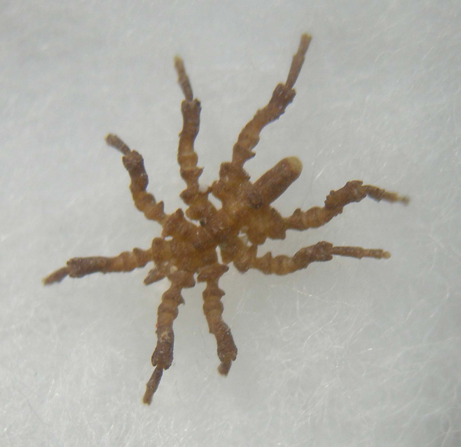 Pycnogonida